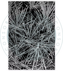 Craft Consortium Photopolymer Stamp Set - Pine Needles