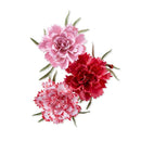 Poppy Crafts Cutting Dies