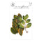 Prima Marketing Mulberry Paper Flowers - Magnolia Rouge - Elegant Greenery*