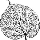 Crafter's Workshop Template 12"x 12" - Skeletal Leaf*