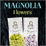 Magnolia Flowers