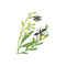 Poppy Crafts Cutting Dies #1053 - Fireflies