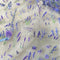 Poppy Crafts Natural Sticker Pack - Lavender