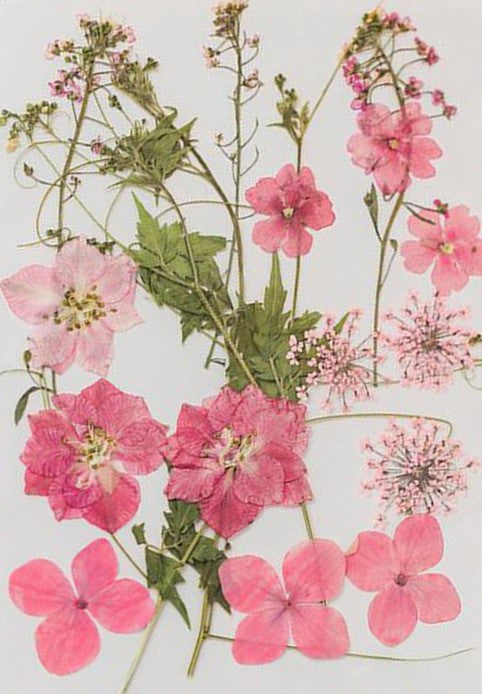 Poppy Crafts Dried Flowers Kit #13 - 16pcs