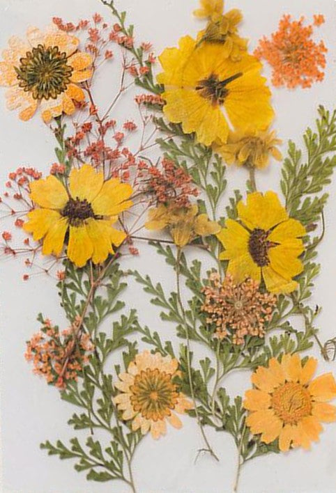 Poppy Crafts Dried Flowers Kit #16 - 16pcs