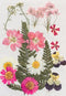 Poppy Crafts Dried Flowers Kit #18 - 16pcs
