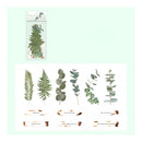 Plant & Paper stamp set featuring botanical designs of ferns, eucalyptus leaves, and bark textures on a white sheet, with the retail packaging shown in the upper left on a pale mint background.