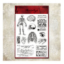A sheet of vintage-themed scrapbooking paper from Kels & Style, featuring anatomical illustrations, old newspaper clippings, and handwritten notes in black ink on a white background with a red header.