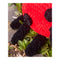 Premier Yarns Free Pattern - Parfait Chunky - Loretta Ladybug