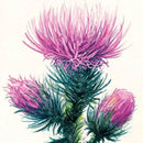 Strathmore 400 Series Watercolour Paper Pad Cold Press 6"x 12" Wire Bound Side - 12 Sheets