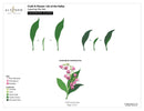 Altenew Craft-A-Flower: Lily of the Valley Layering Die Set
