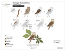 Altenew Mini Delight: Woodland Wisdom Stamp & Layering Die Set