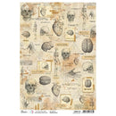 Ciao Bella Rice Paper Sheet A4 - Human Anatomy, Sign Of The Times