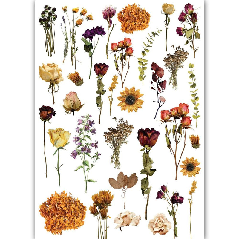 Dress My Craft Transfer Me Sheet A4 - Dry Flowers