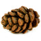 Midwest Design Touch Of Nature Miniature 1" Pine Cone