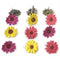 Eyelet Outlet Shape Brads 12 pack - Coloured Daisy