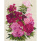 RIOLIS Counted Cross Stitch Kit 9.5in X 11.75in - Sweet William (14 count)