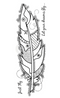 Woodware - Clear Singles Stamp - Feather Background 4 in x 6 in.