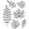 Tim Holtz - Cling Stamps 7 inchX8.5 inch - Pressed Foliage