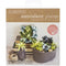 Lia Griffith Paper Stack 6 inch X6.5 inch 24 pack Succulents
